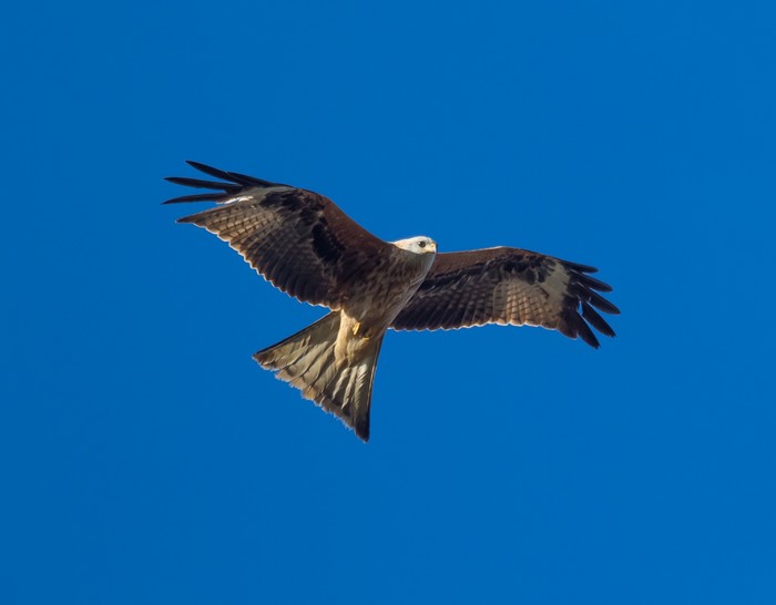 Red Kite