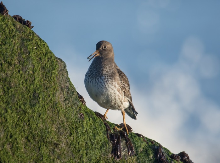 Purple Sandpiper