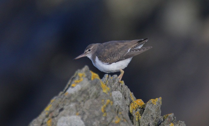 Spotted Sandpiper
