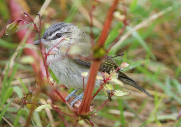 Red-eyed Vireo
