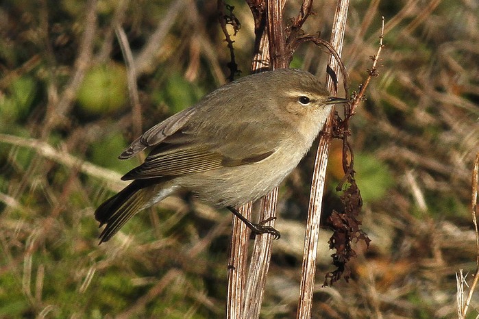 Siberian Chiffchaff