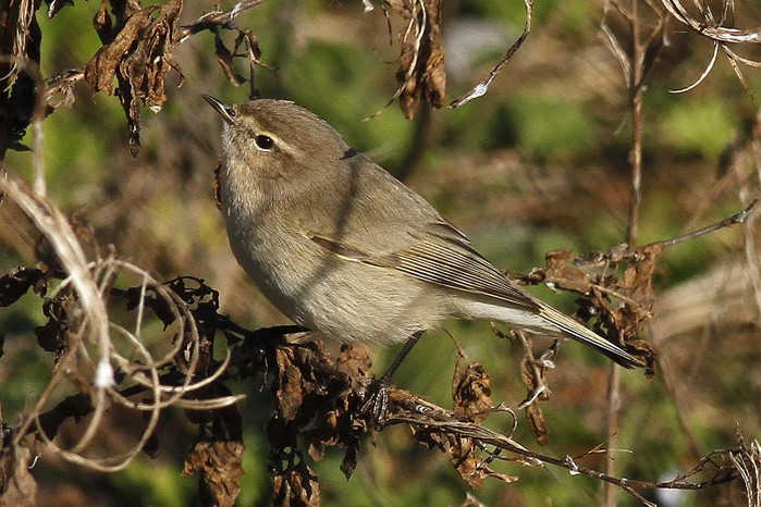 Siberian Chiffchaff