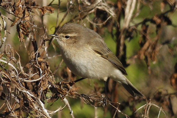 Siberian Chiffchaff