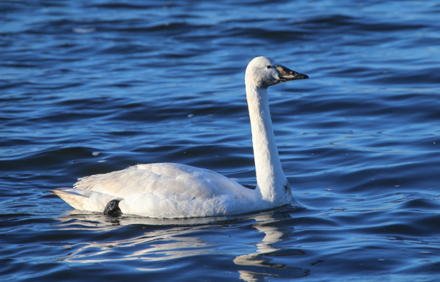Whooper Swan