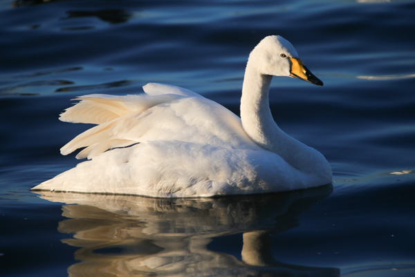 Whooper Swan