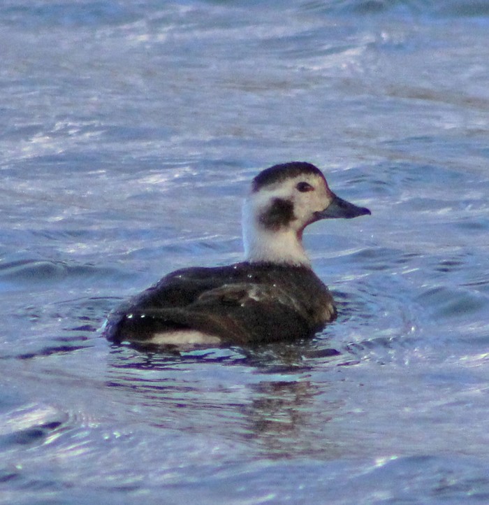 Long-tailed Duck