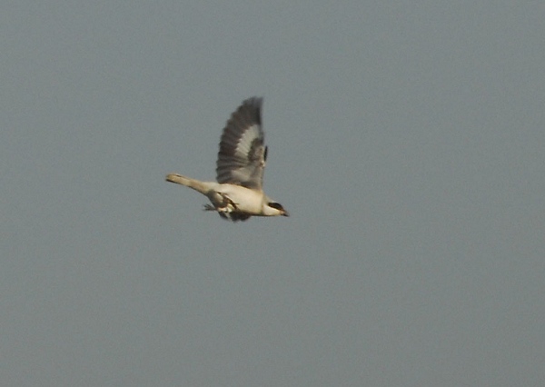 Lesser Grey Shrike