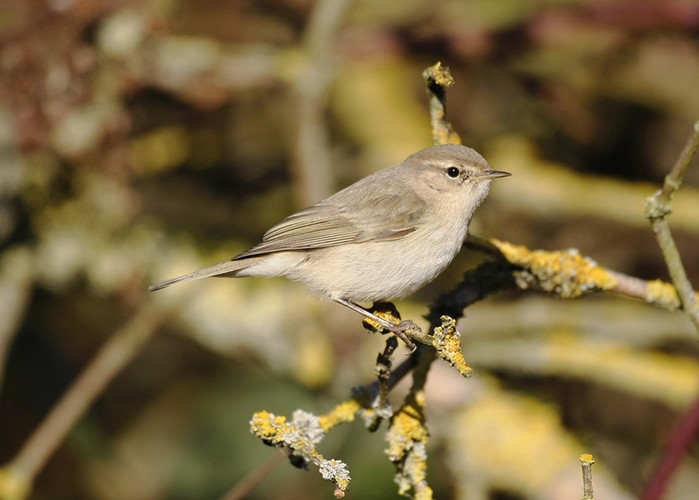 Siberian Chiffchaff