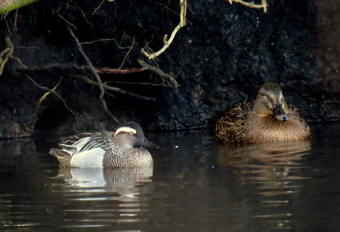 Garganey