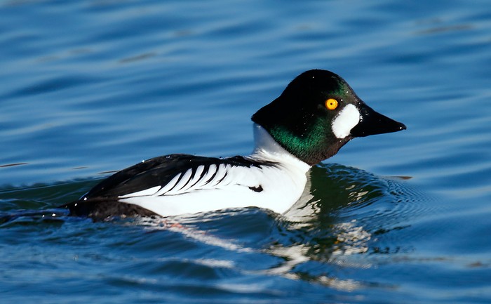 Goldeneye