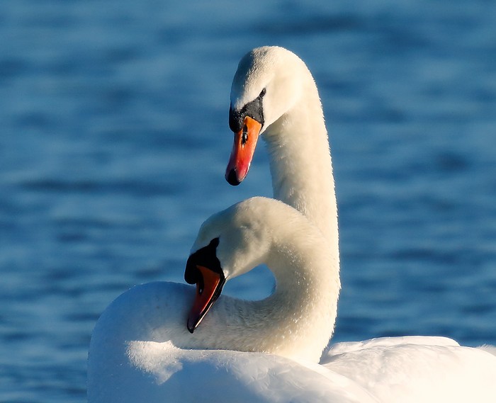 Mute Swan