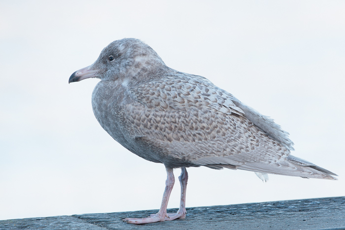 Glaucous Gull