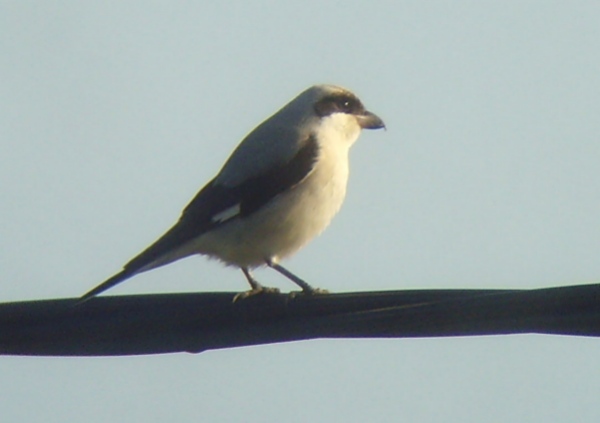 Lesser Grey Shrike