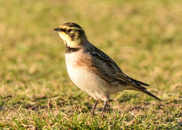 Shorelark