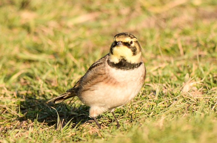 Shorelark