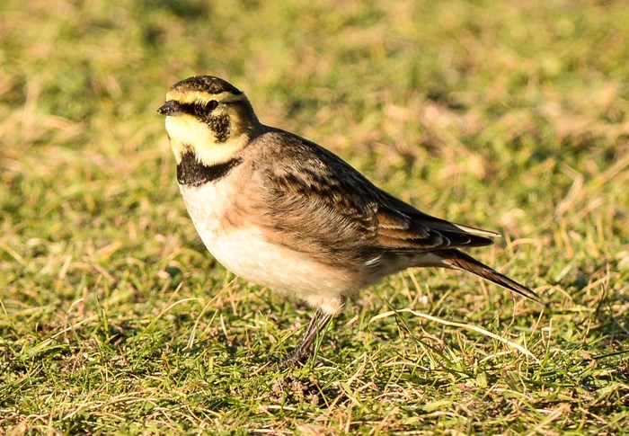 Shorelark