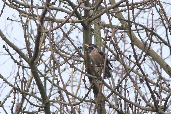 Rose-coloured Starling