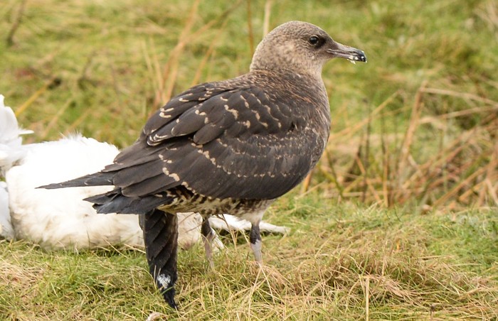 Pomarine Skua