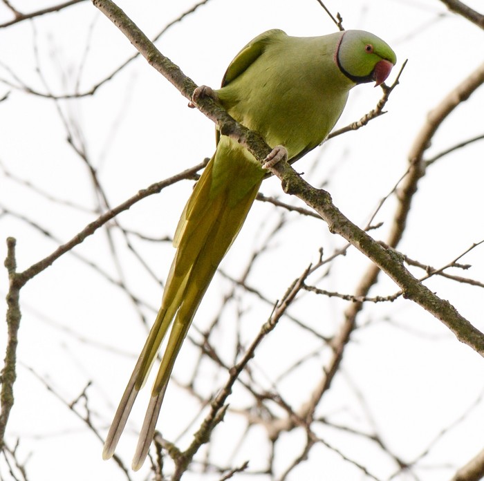 Ring-necked Parakeet