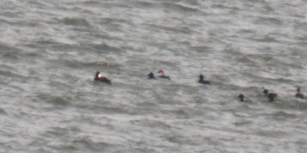 Surf Scoter
