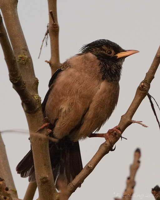 Rose-coloured Starling