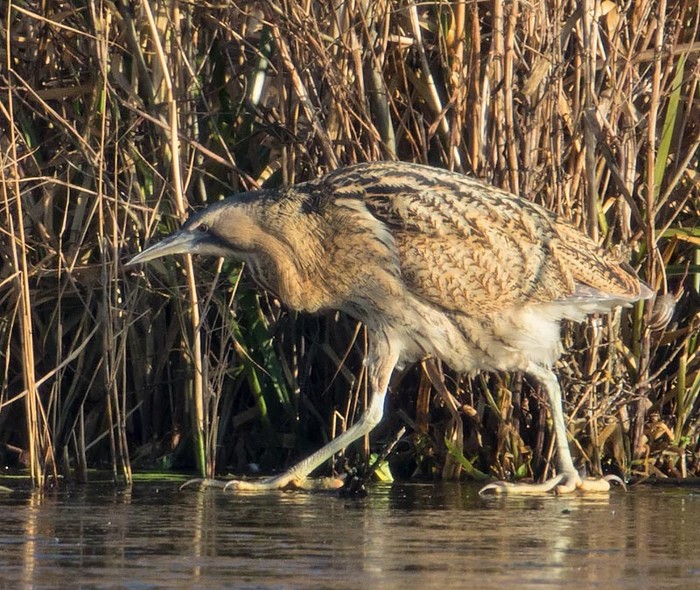 Bittern