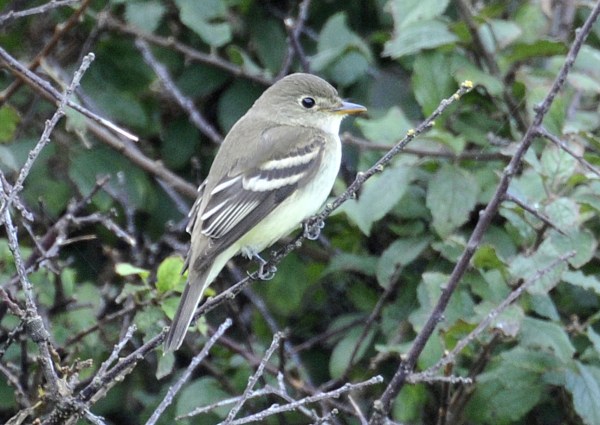 Alder Flycatcher