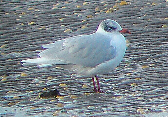 Mediterranean Gull