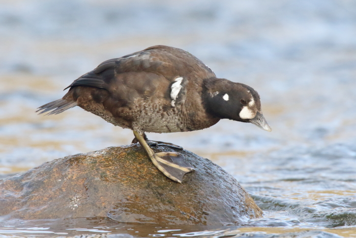 Harlequin Duck