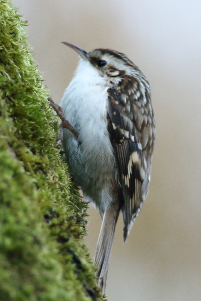 Northern Treecreeper