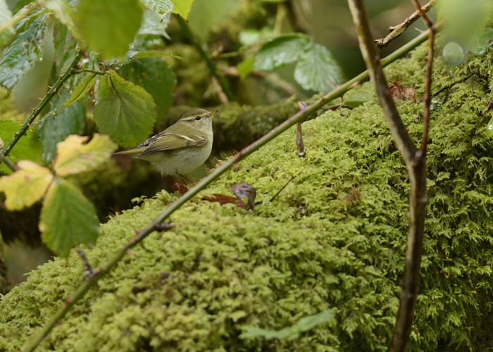 Yellow-browed Warbler