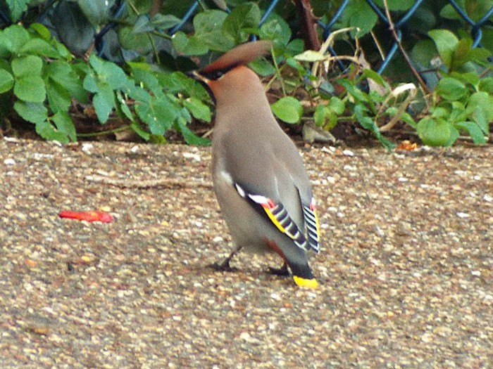 Waxwing