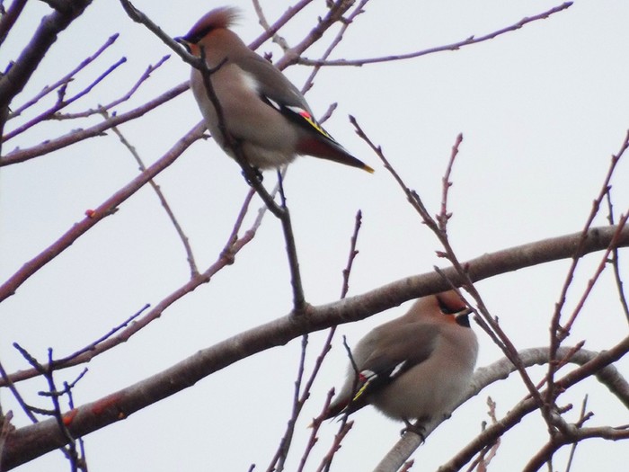 Waxwing