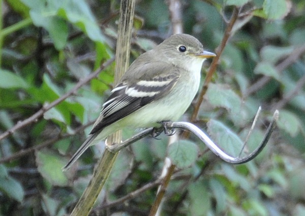 Alder Flycatcher