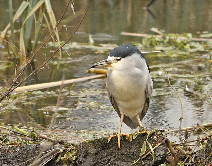 Night Heron
