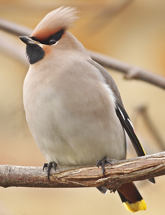 Waxwing