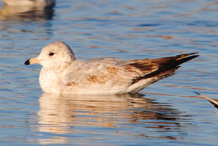Ring-billed Gull