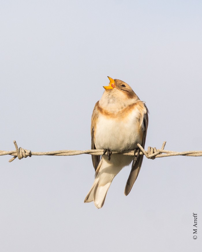 Snow Bunting