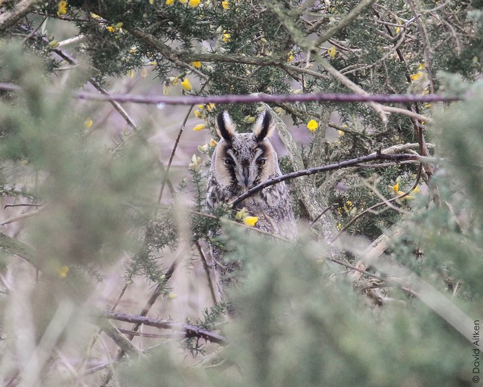 Long-eared Owl