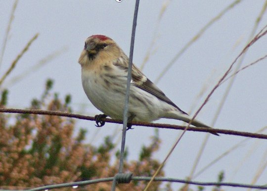 Hornemann's Arctic Redpoll