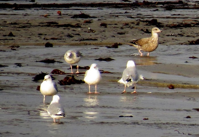 American Herring Gull