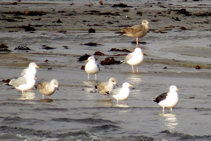 American Herring Gull