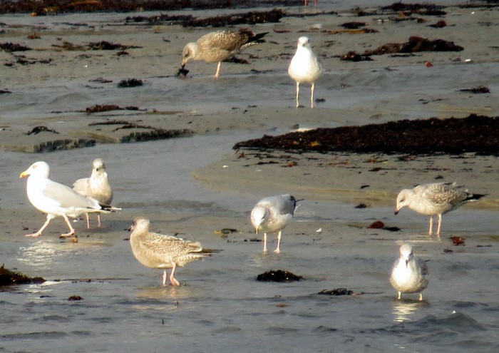 American Herring Gull