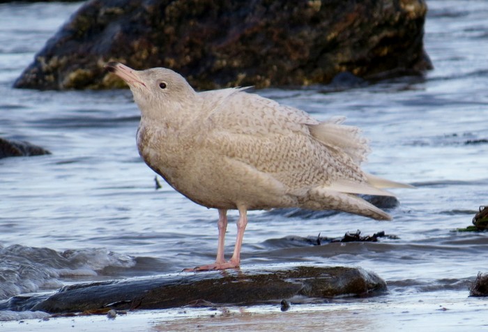 Glaucous Gull