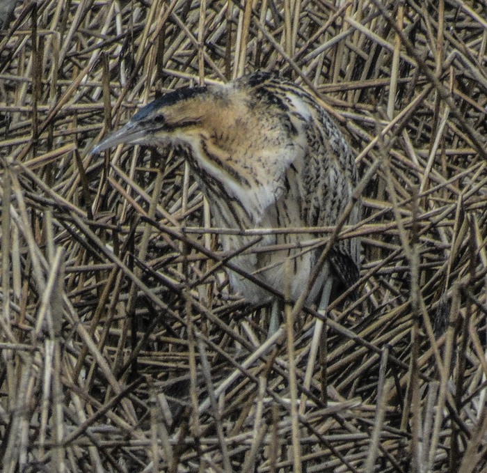 Bittern