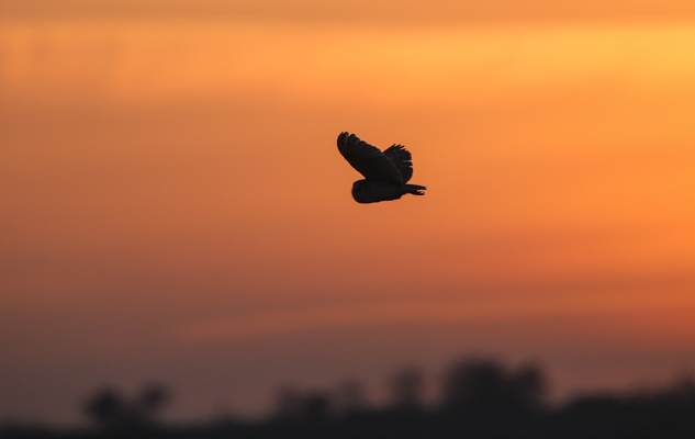 Barn Owl