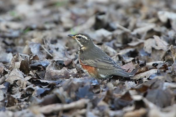 Redwing
