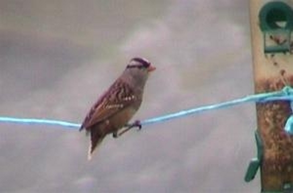 White-crowned Sparrow