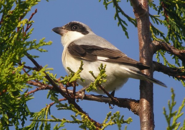 Lesser Grey Shrike