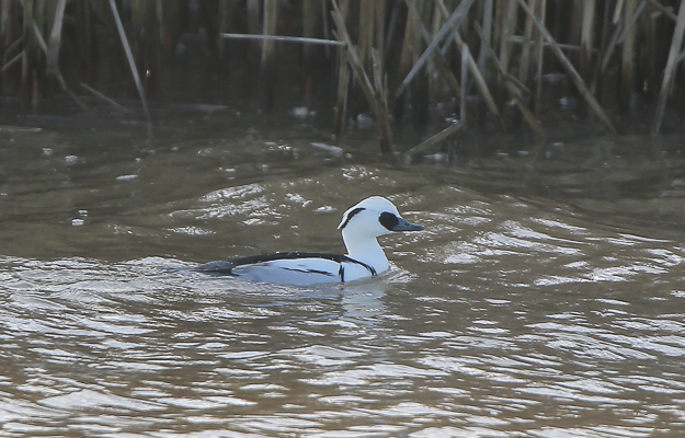 Smew